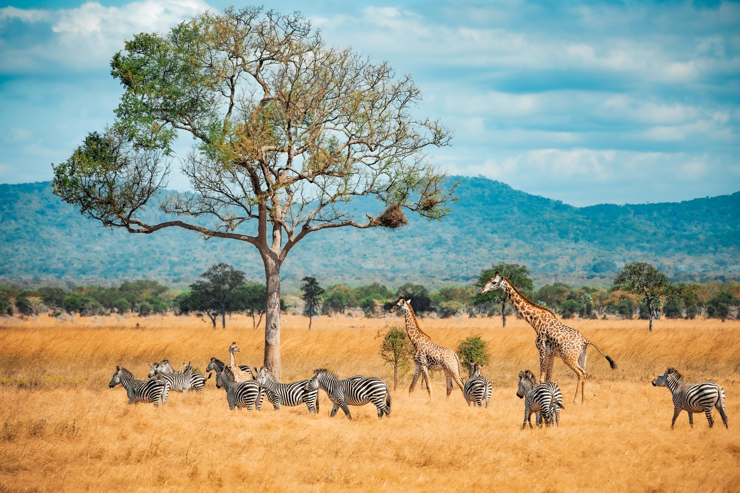Ruaha safari Ruaha cost