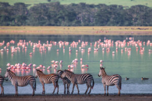 Fly In Lake Manyara Safari Price