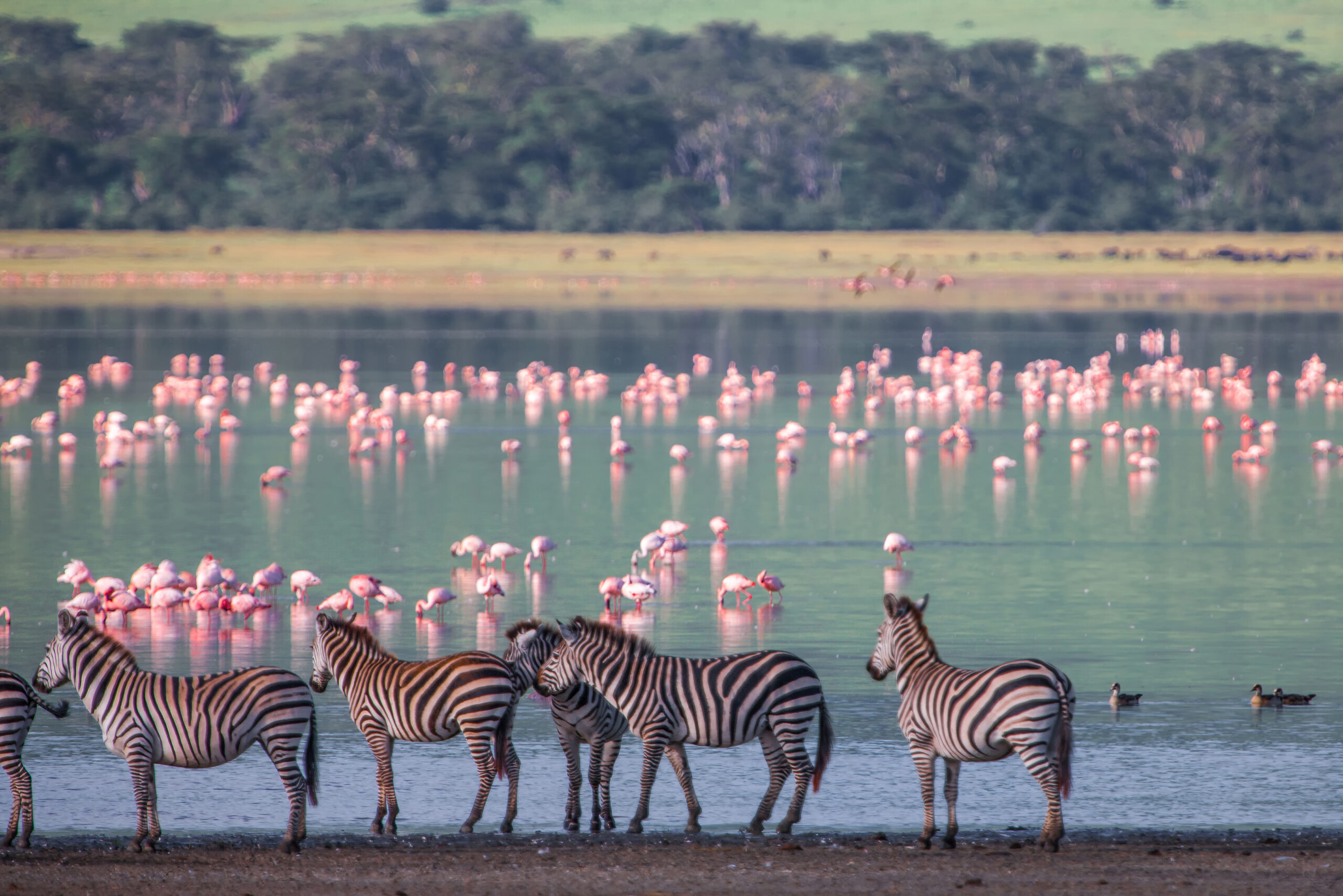 Fly In Lake Manyara Safari Price