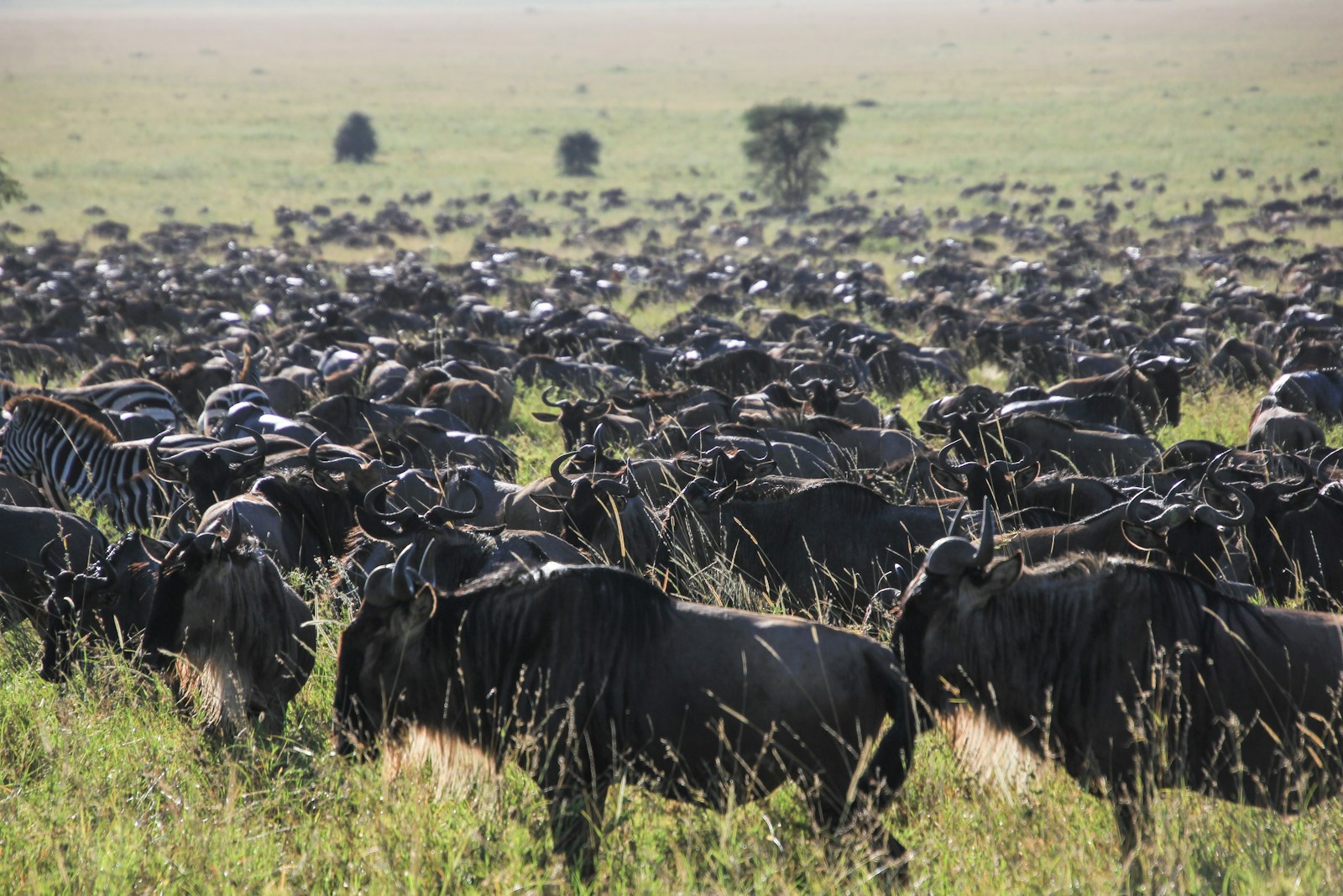 Tanzania safari package Serengeti cost