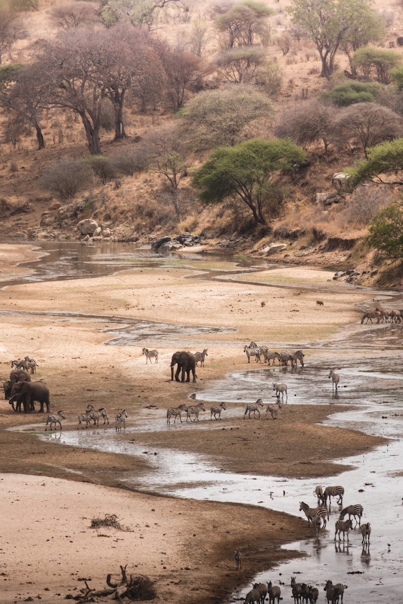 Tanzania safari itinerary Tarangire trip