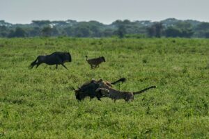 Tanzania Safari Package Ngorongoro Holiday