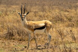 Luxury Tanzania Safari Tour Travel Guide