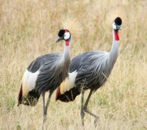 Affordable Tanzania Safari Tour Cost