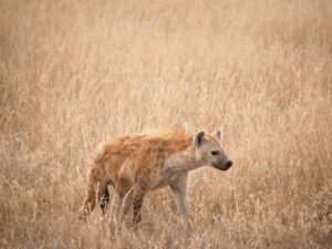 Luxury Tanzania Safari Itinerary Itinerary