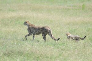 Guided Ruaha Safari Cost