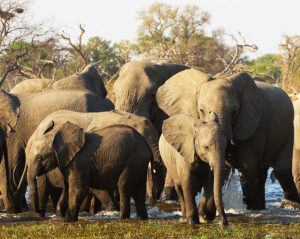 Ruaha Safari Zanzibar Planning