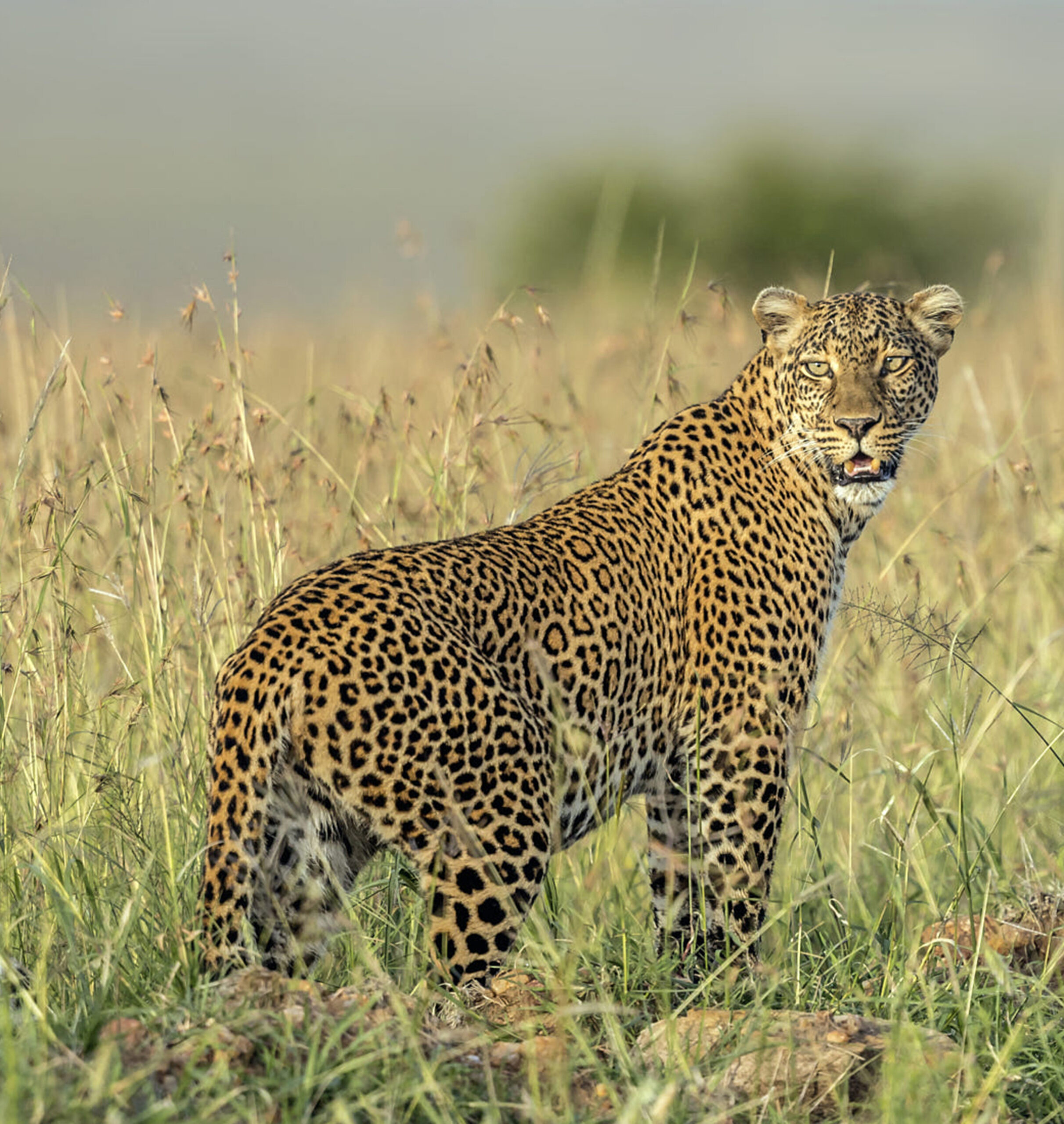 All Inclusive Tanzania Safari Packages