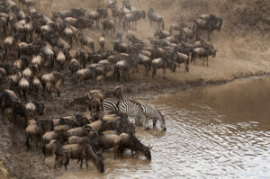 Group Serengeti Safari Deal