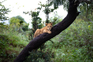 Lake Manyara Safari Nyerere Tours