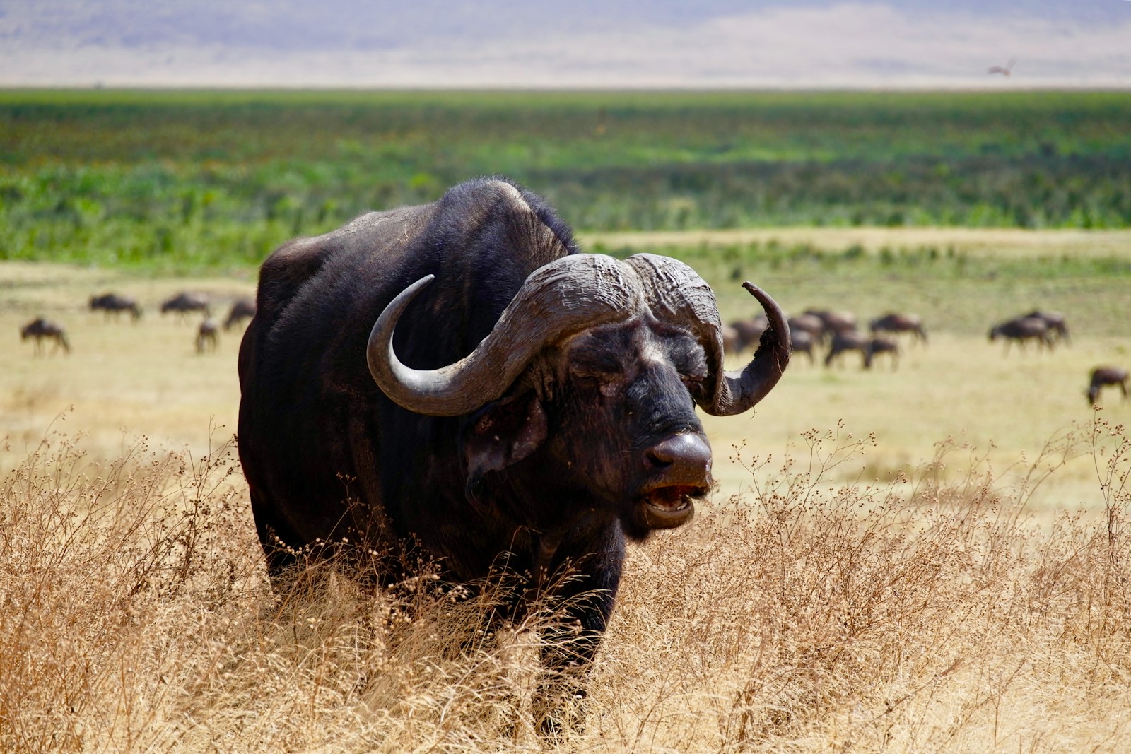 Exclusive Tanzania Safari Itinerary Operator