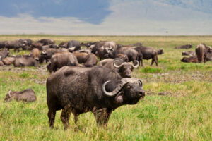 Group Ngorongoro Crater Safari Cost