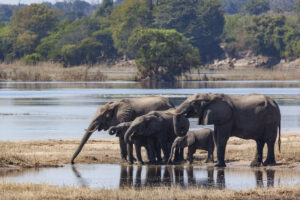 Premium Nyerere National Park Safari Adventure