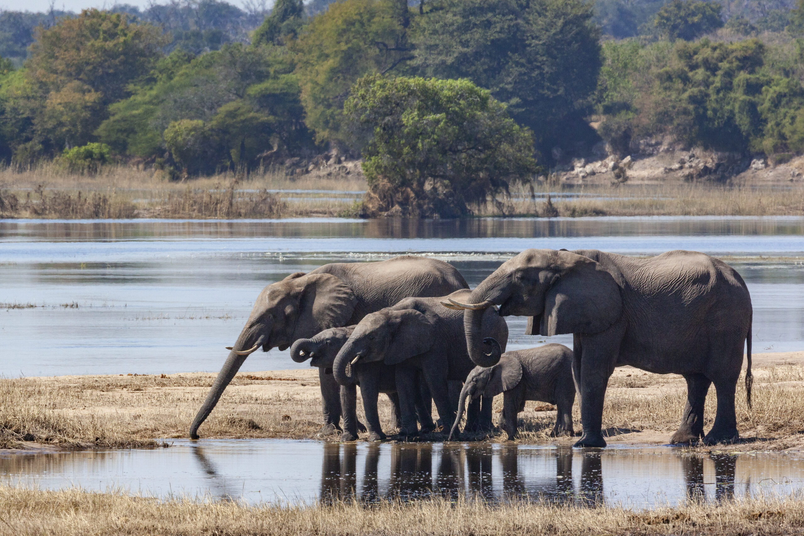 Premium Nyerere National Park Safari Adventure