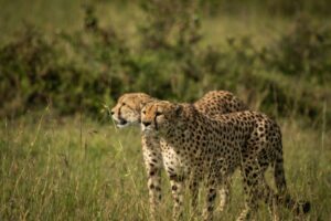 Photography Ruaha Safari Operator
