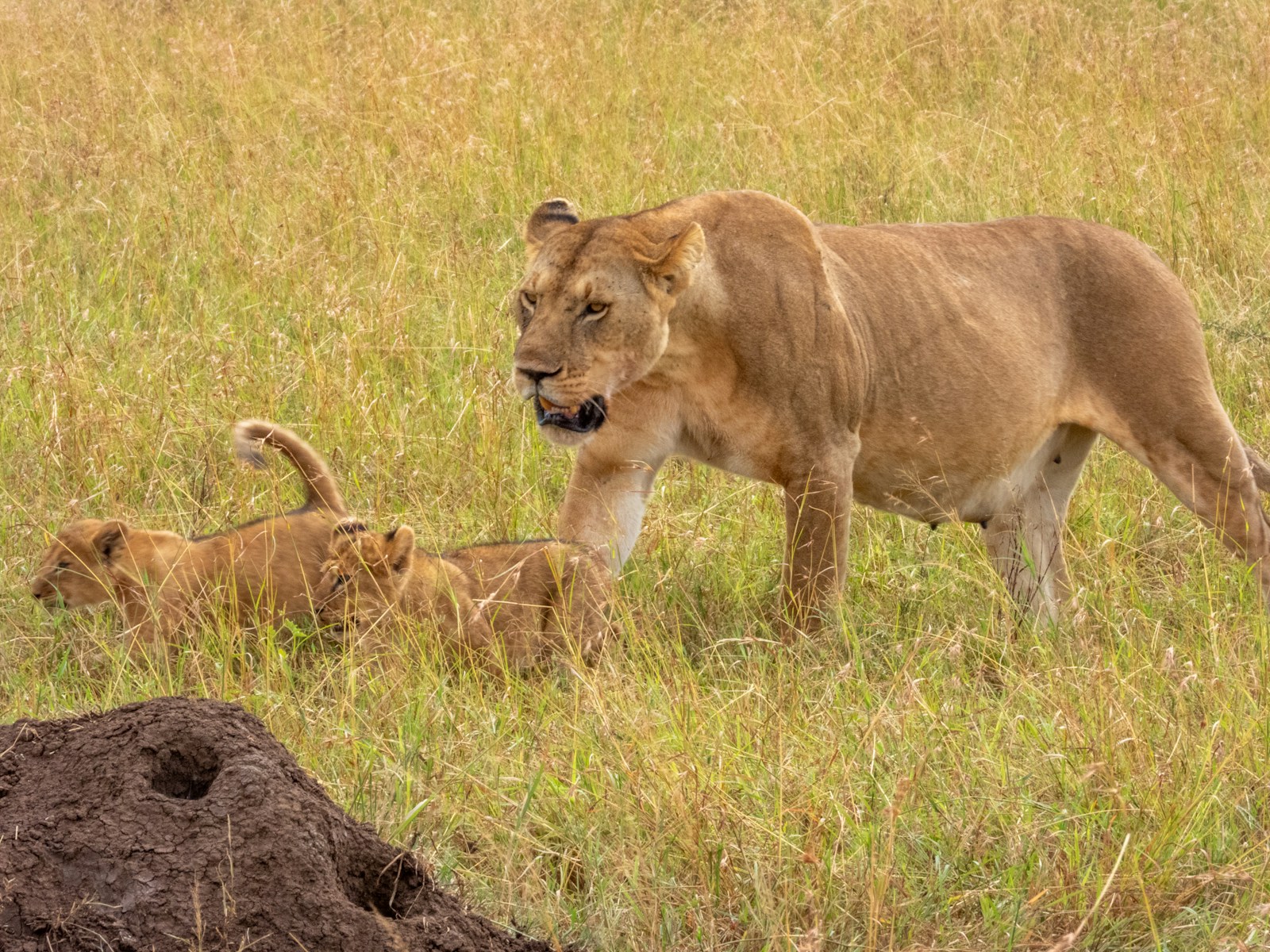 Tanzania Safari Itinerary Serengeti Planning