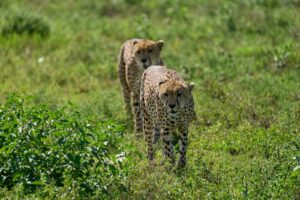 All Inclusive Tanzania Safari Tour Holiday