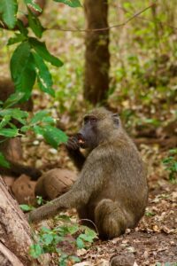 Lake Manyara Safari Northern Circuit Travel Guide