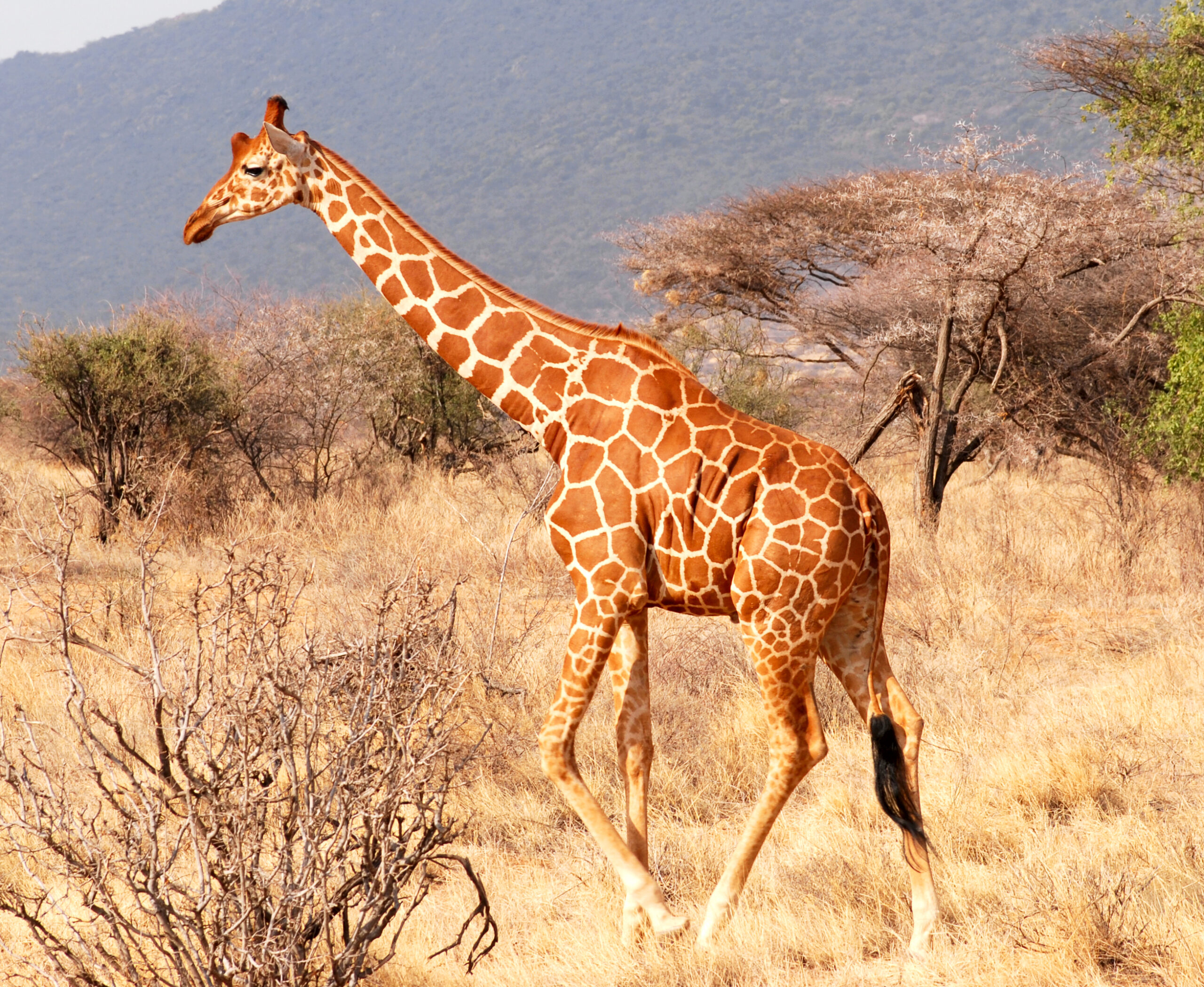 Ruaha Safari Arusha