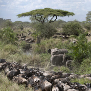 Private Serengeti Safari Experience