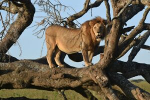 Private Tanzania Wildlife Safari Cost