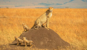 Exclusive Serengeti Safari Operator