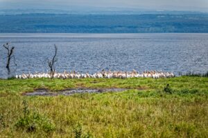 Photography Lake Manyara Safari Experience