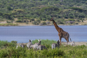 Luxury Lake Manyara Safari Tours