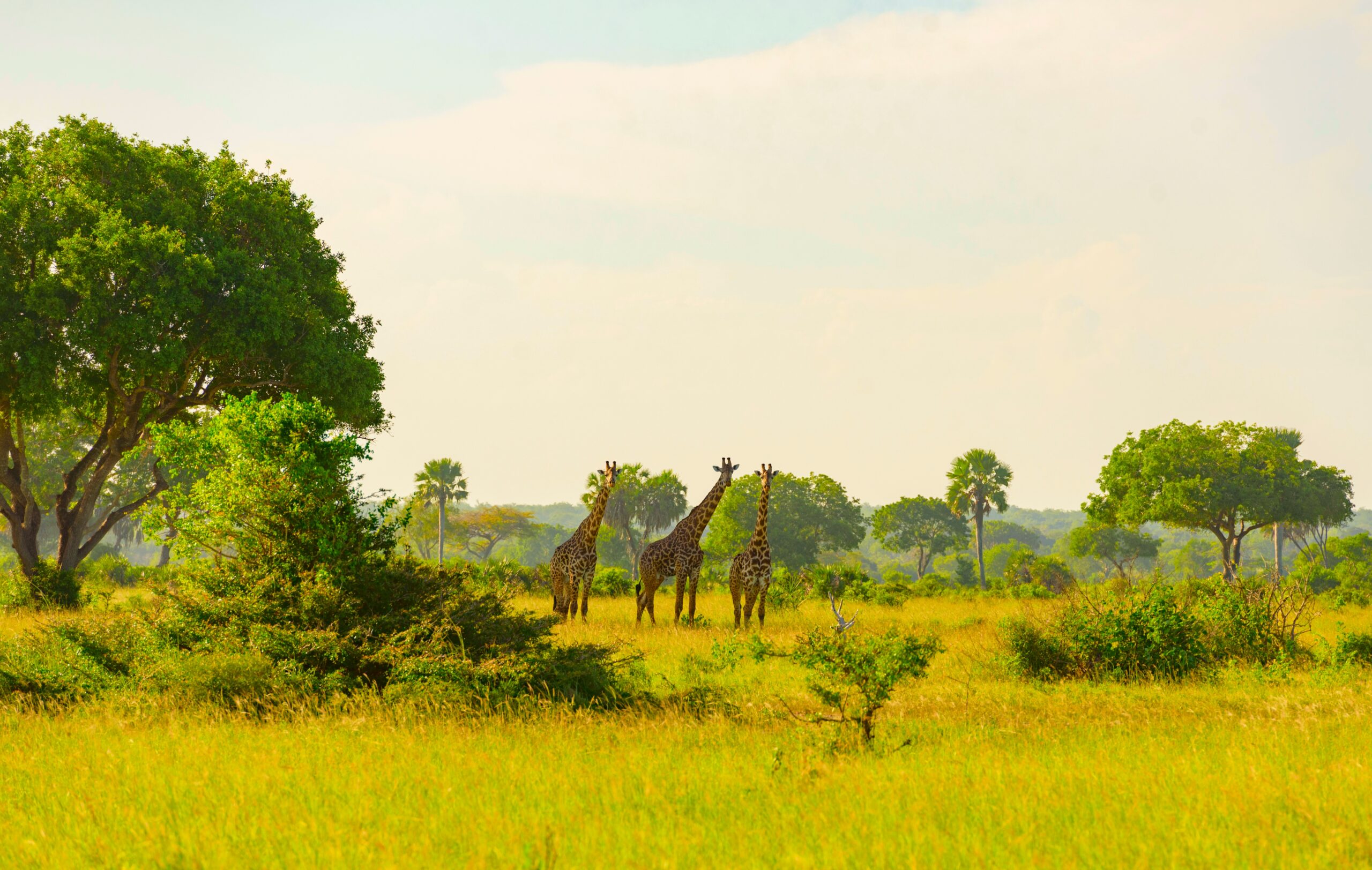 Nyerere National Park Safari Nyerere Trip