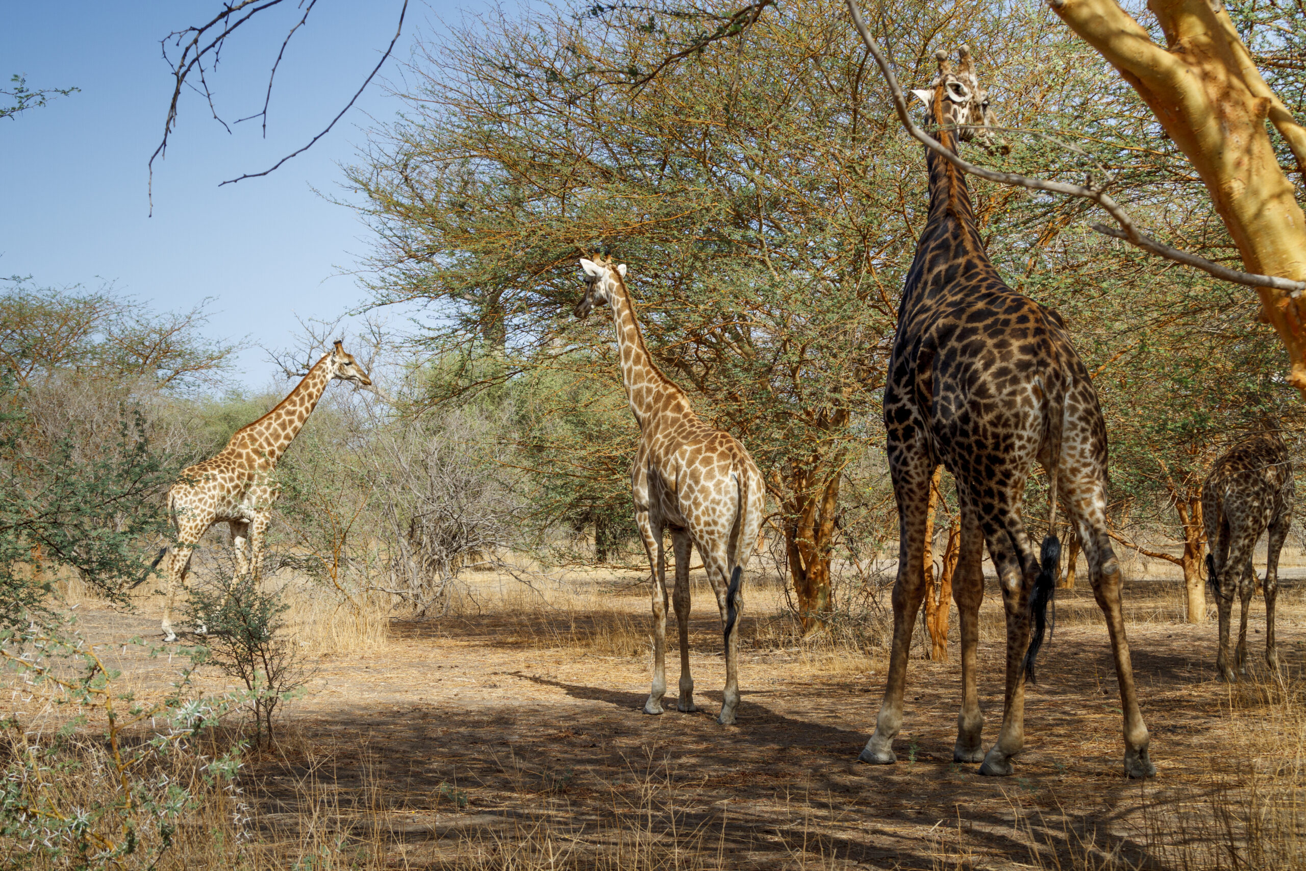 Ruaha Safari Lake Manyara Tours