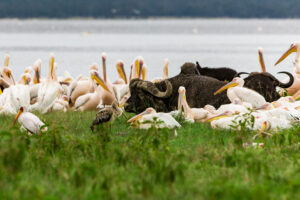 Guided Ngorongoro Crater Safari Operator