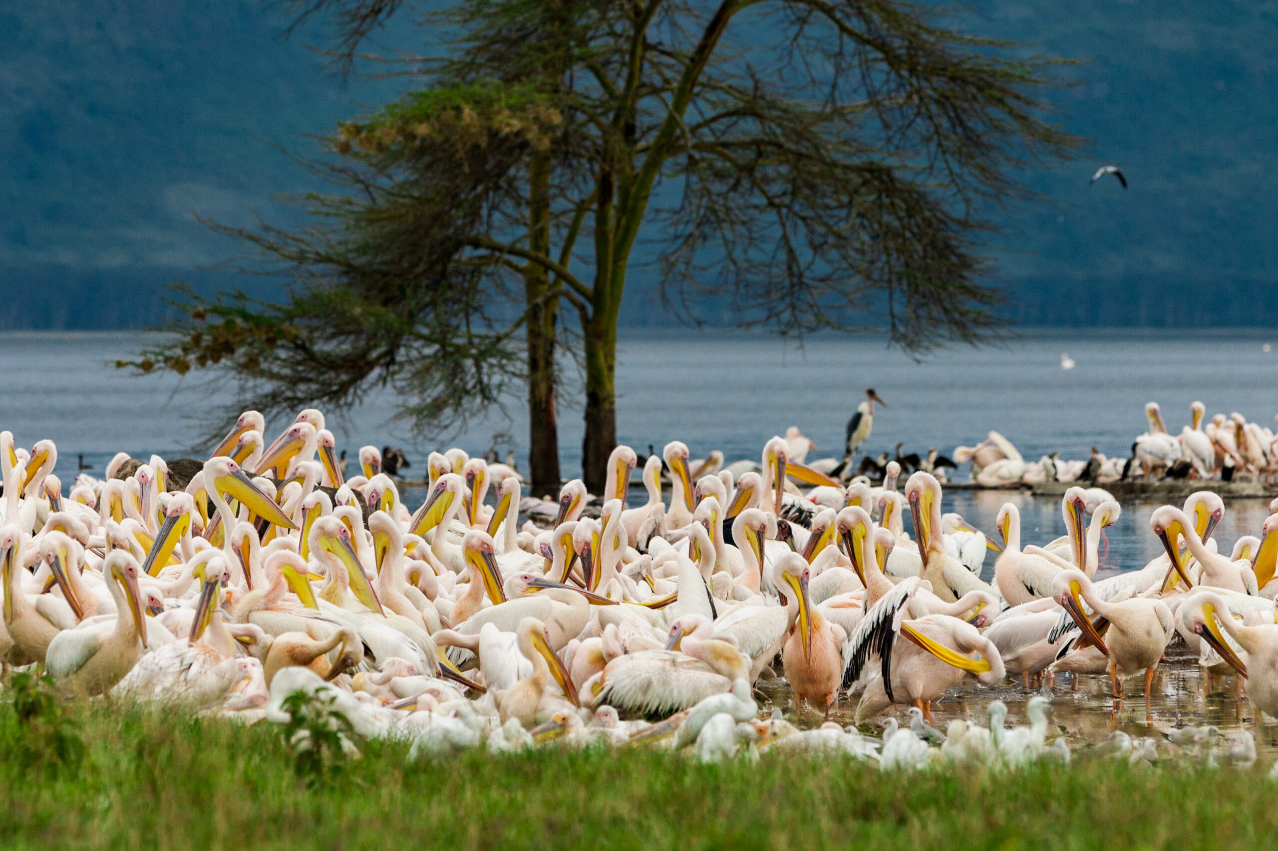 Luxury Lake Manyara Safari Company