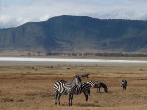 Affordable Ngorongoro Crater Safari Trip