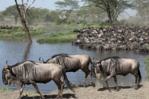 Tanzania Safari Tour Nyerere Holiday