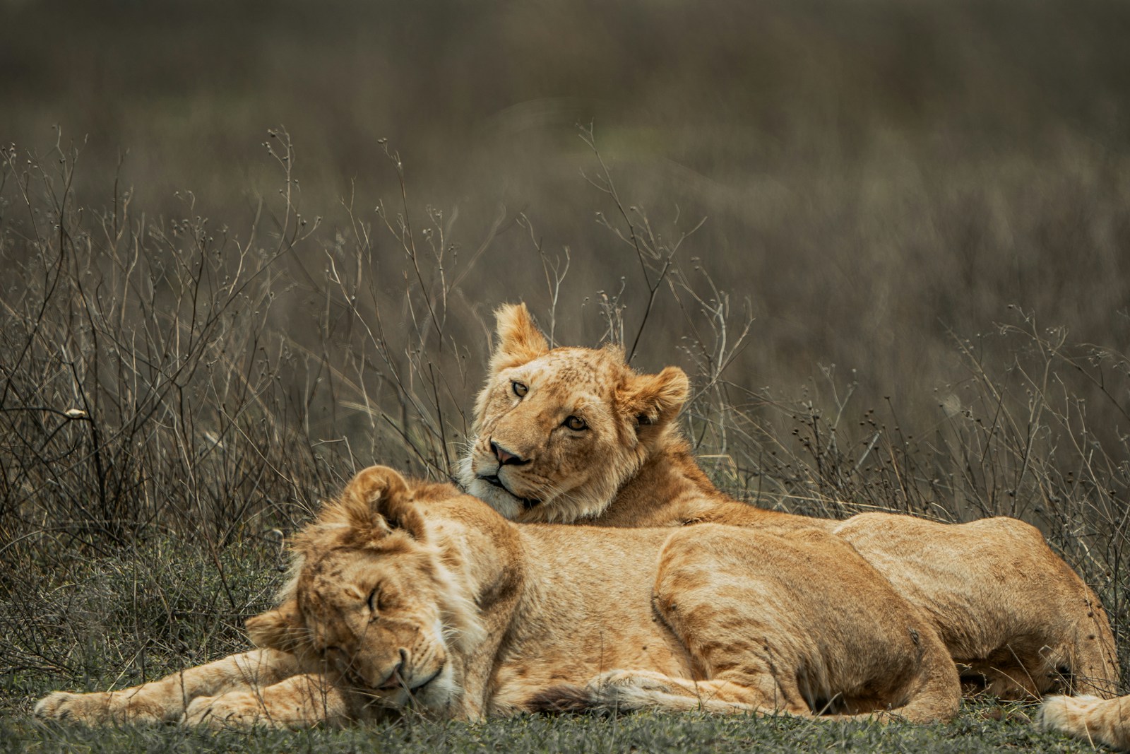 Ngorongoro Crater Safari Lake Manyara Cost