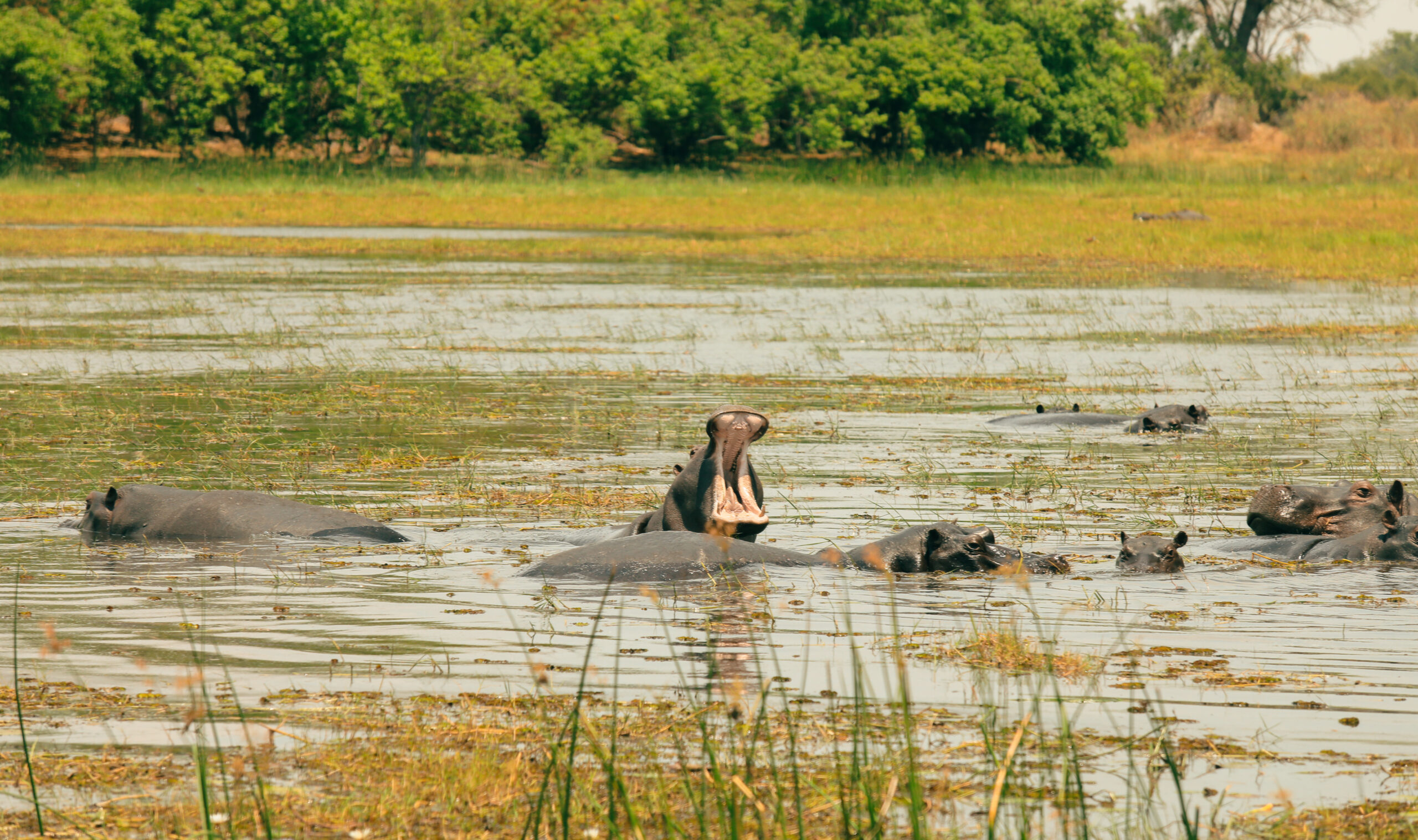 Tanzania Wildlife Safari Nyerere Vacation
