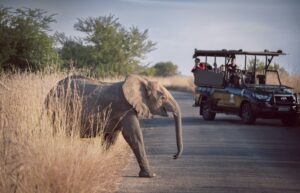 Family Ruaha Safari Operator