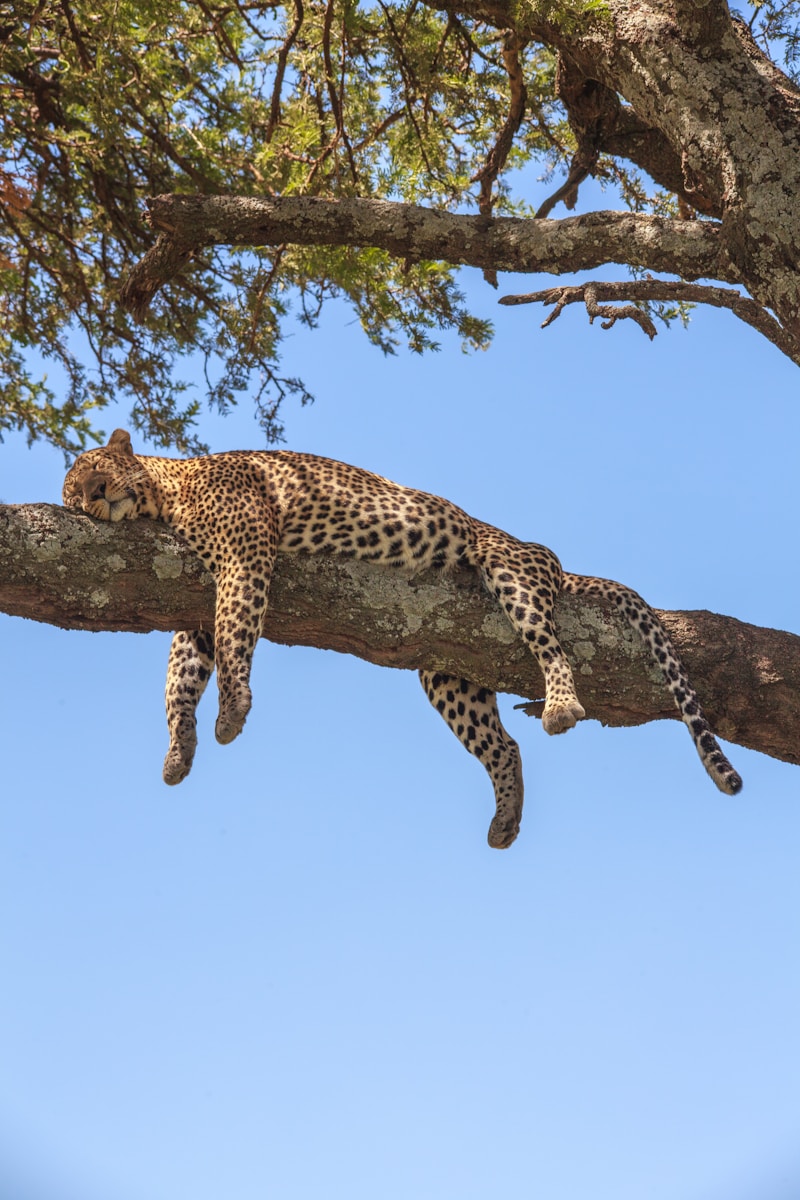 Affordable Serengeti Safari