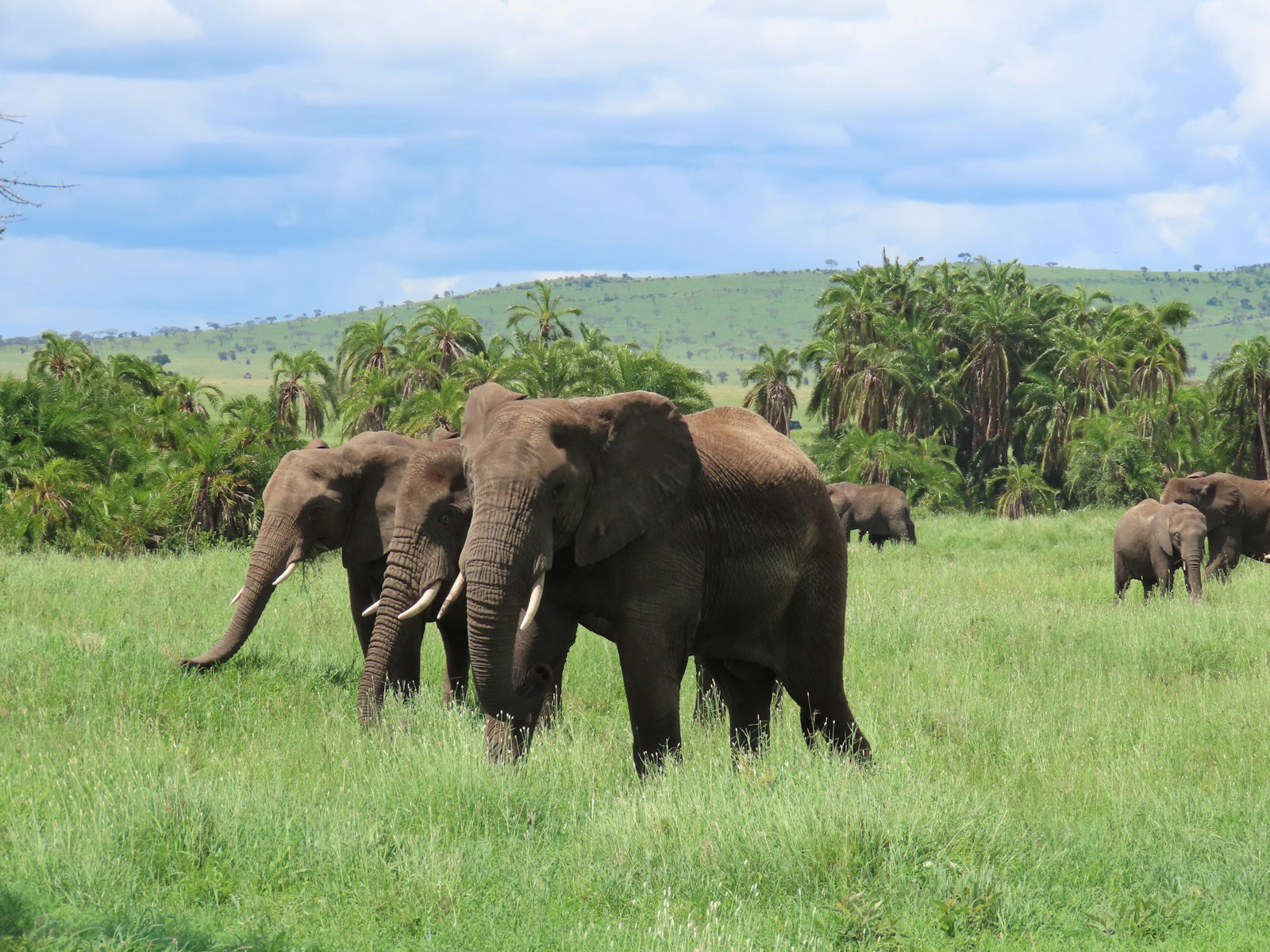 Group Tanzania Safari Package Experience