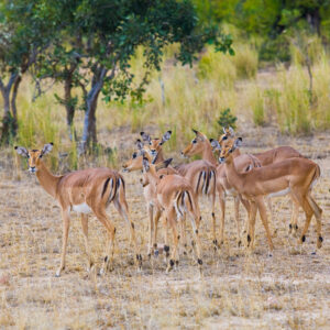 Nyerere National Park Safari Ngorongoro Packages