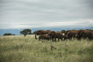Best Tarangire Safari Company