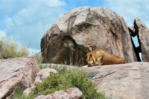 Photography Tanzania Safari Itinerary Itinerary
