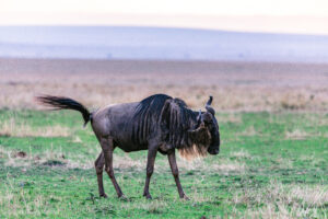 Premium Ngorongoro Crater Safari Trip
