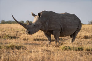Ngorongoro Crater Safari Lake Manyara Adventure