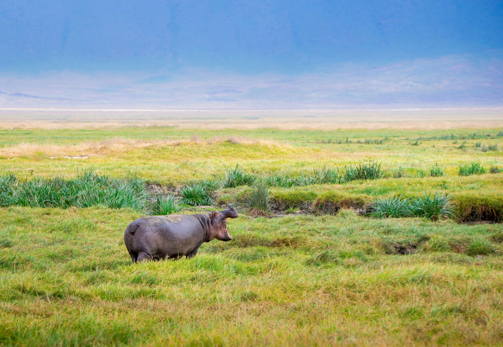 Ngorongoro Crater Safari Company