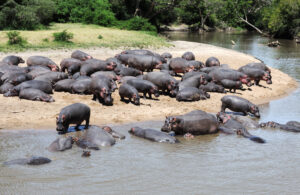 Nyerere National Park Safari Ngorongoro Tours