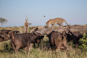 All Inclusive Tanzania Wildlife Safari Itinerary