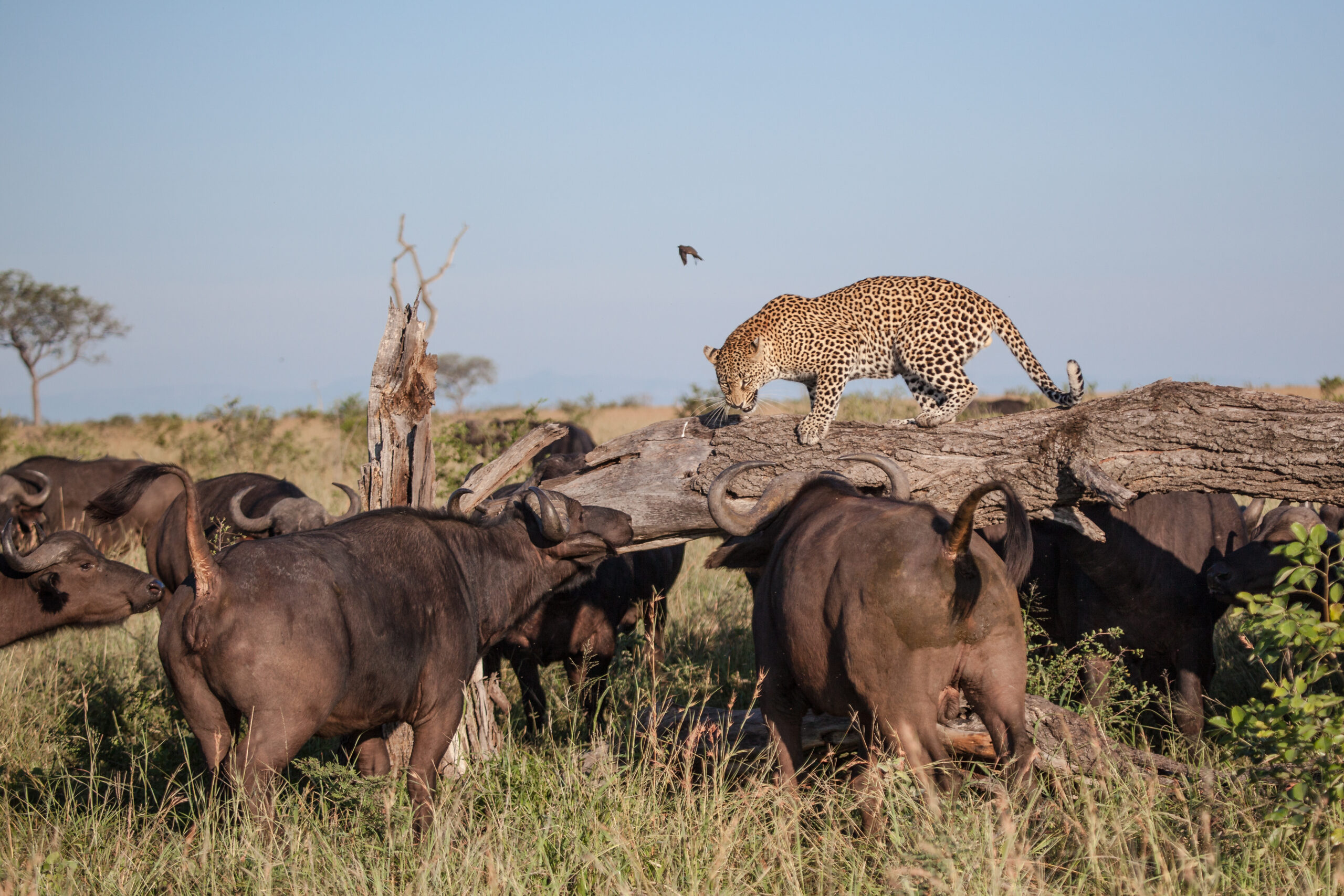 All Inclusive Tanzania Wildlife Safari Itinerary