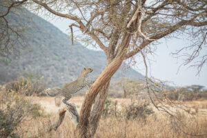 Ruaha Safari