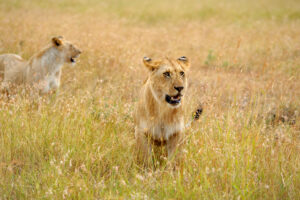 Tanzania Safari Ruaha Packages